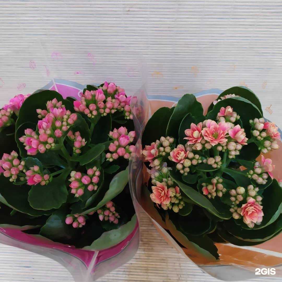 Отзывы на компанию Натали-флора в г. Касимов c фото