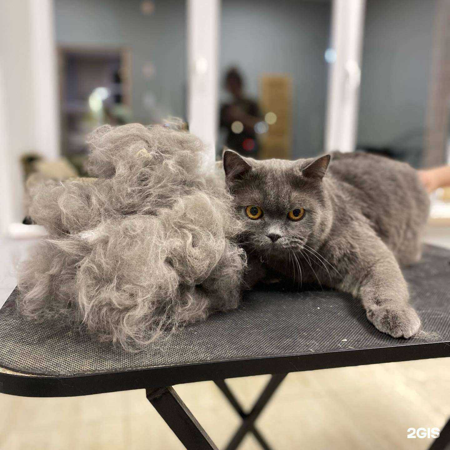 Отзывы на компанию Кусь в г. Иваново c фото