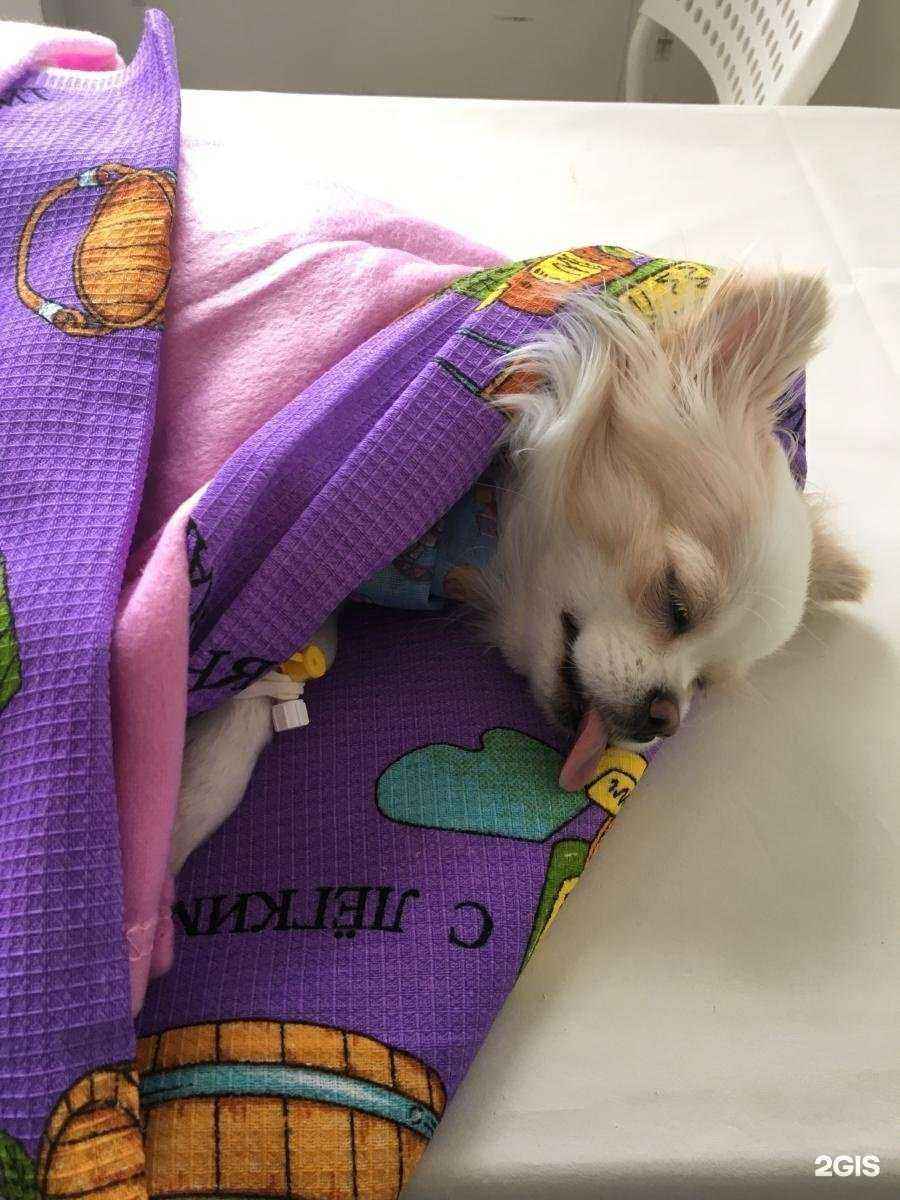 Отзывы на компанию Частная ветеринарная клиника в г. Дегтярск c фото