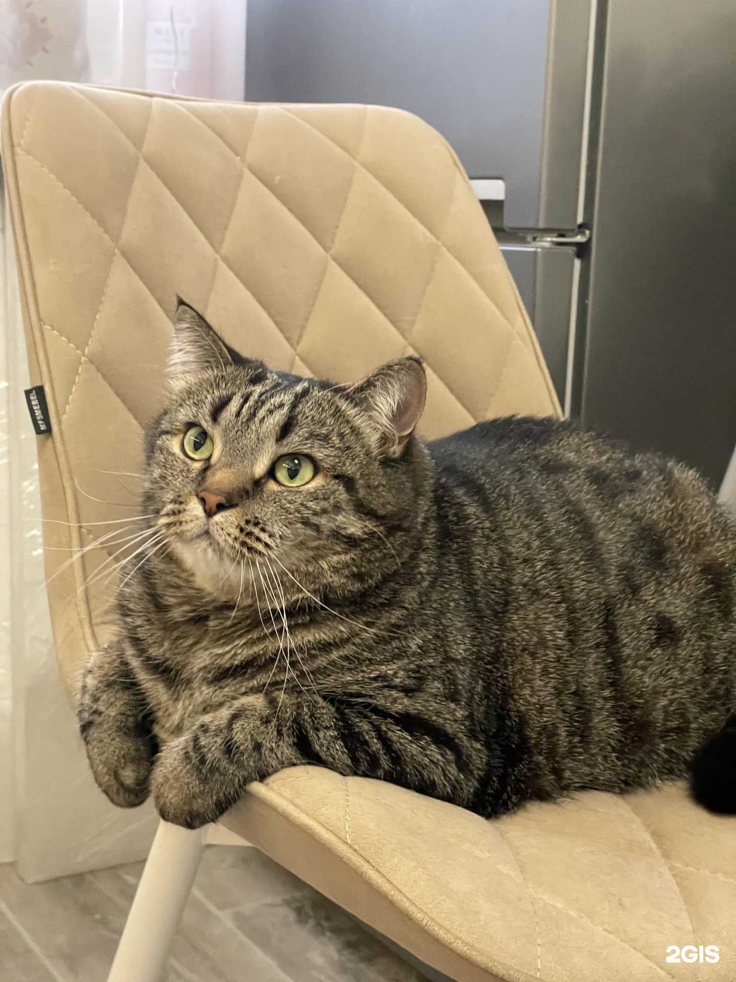 Отзывы на компанию Animal сlinic в г. Пермь c фото