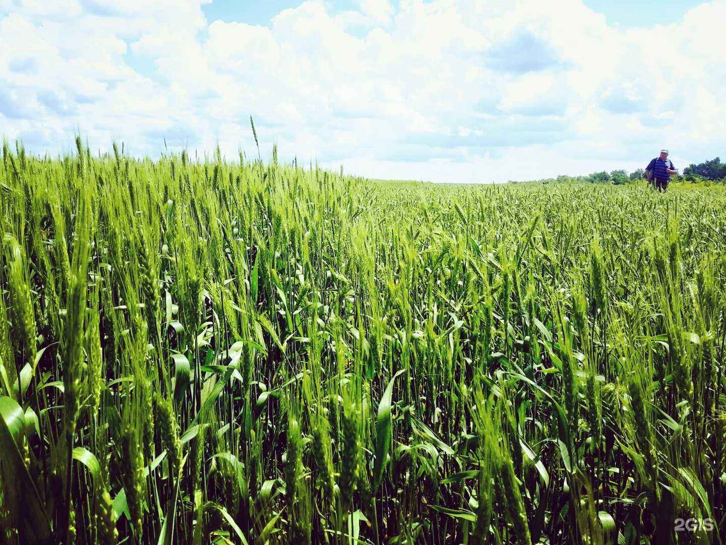 Отзывы на компанию Служба помощи аграриям в Саратове c фото