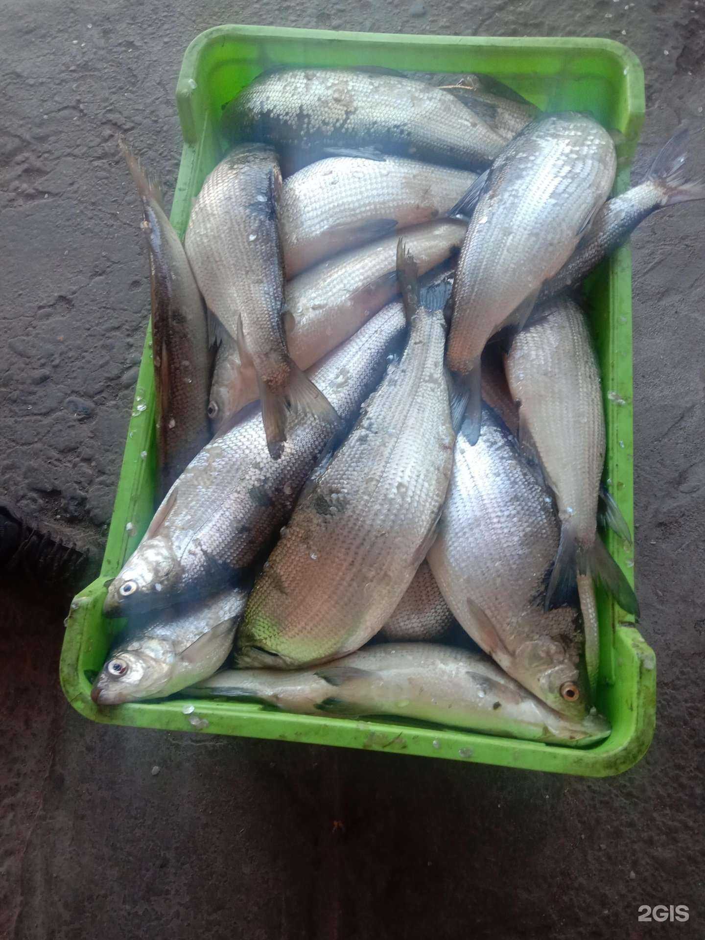 Отзывы на компанию Флагман Fish в Улан-Удэ c фото