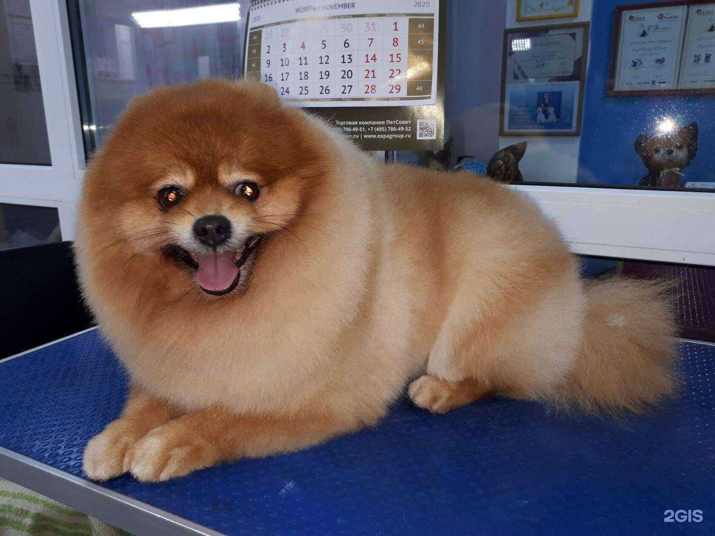 Отзывы на компанию Зоошик в г. Южно-Сахалинск c фото