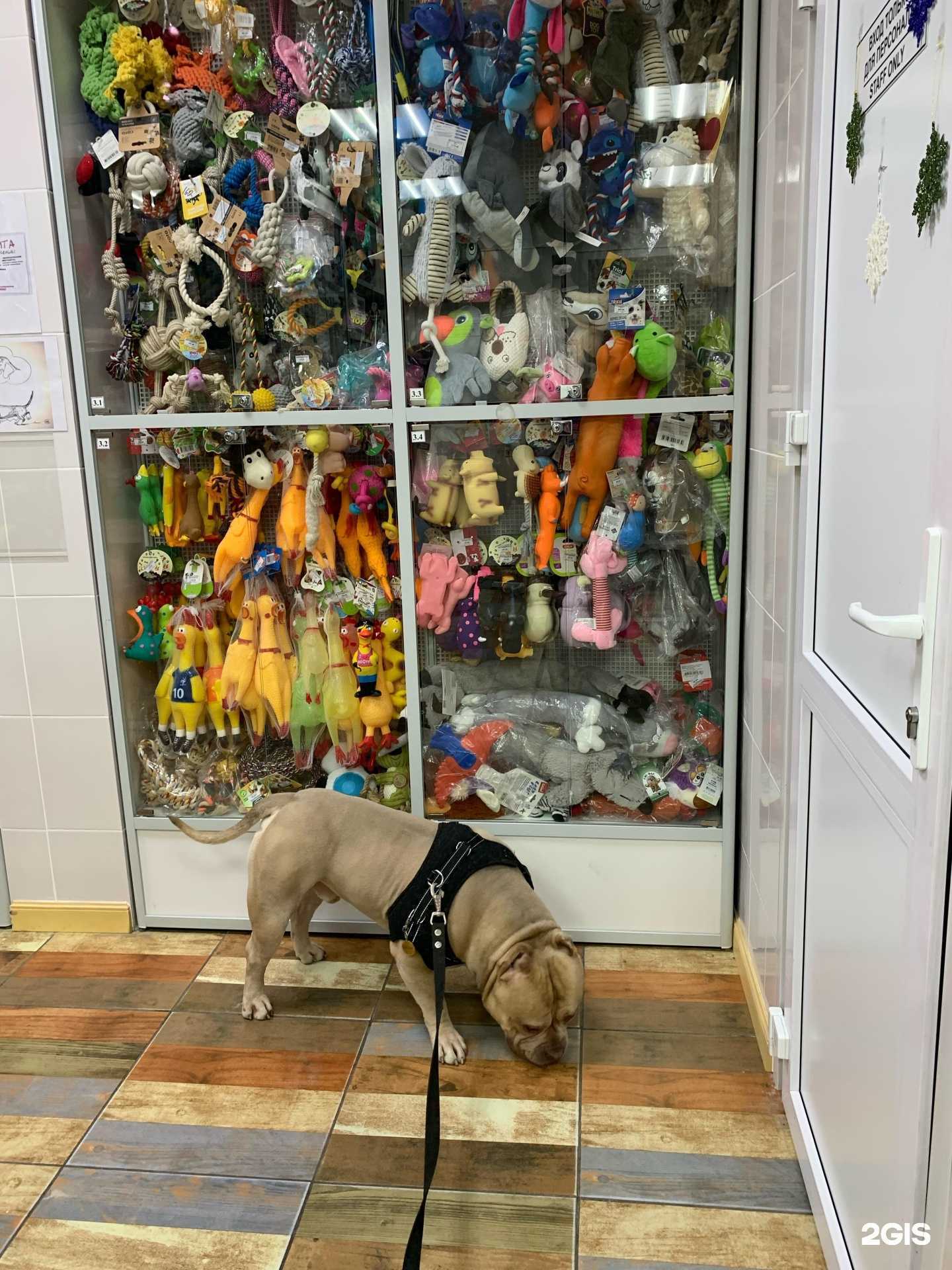 Отзывы на компанию Ветеринарная клиника в Омске c фото