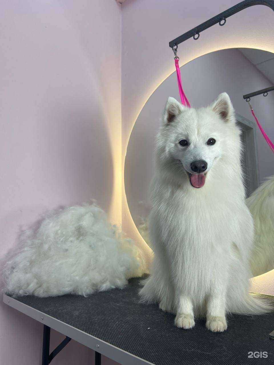 Отзывы на компанию ZooSpa в г. Ростов-на-Дону c фото