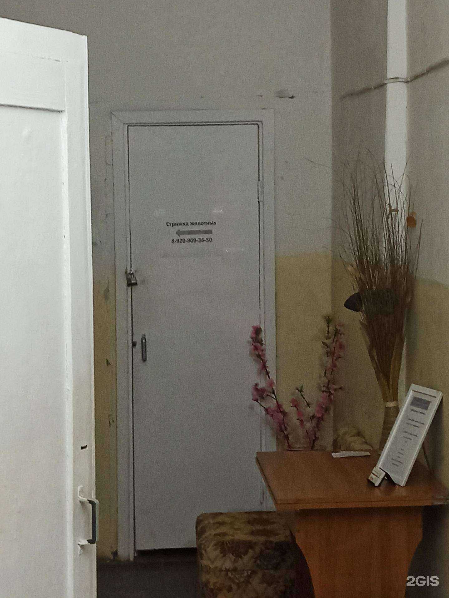 Отзывы на компанию Котёнок по имени Гав в г. Владимир c фото