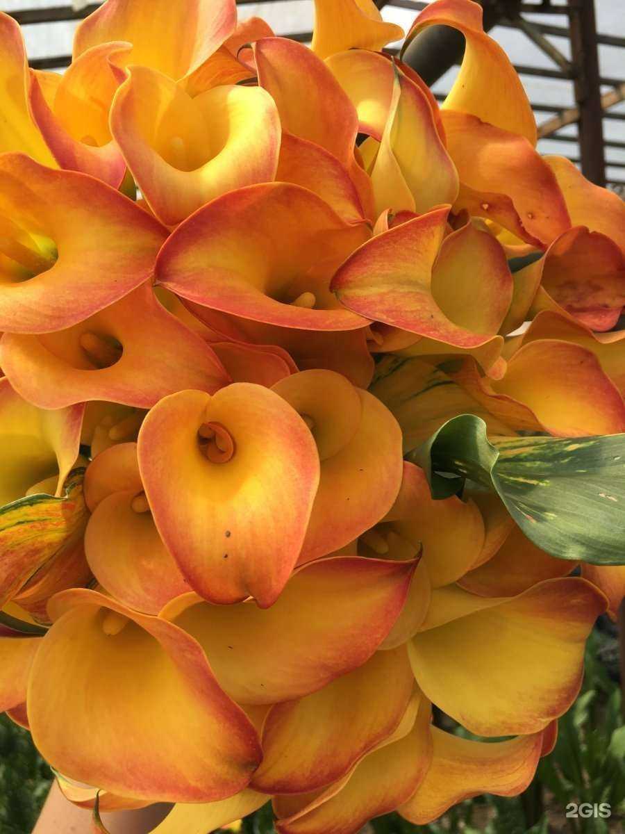 Отзывы на компанию Ваш флорист в г. Волжский c фото