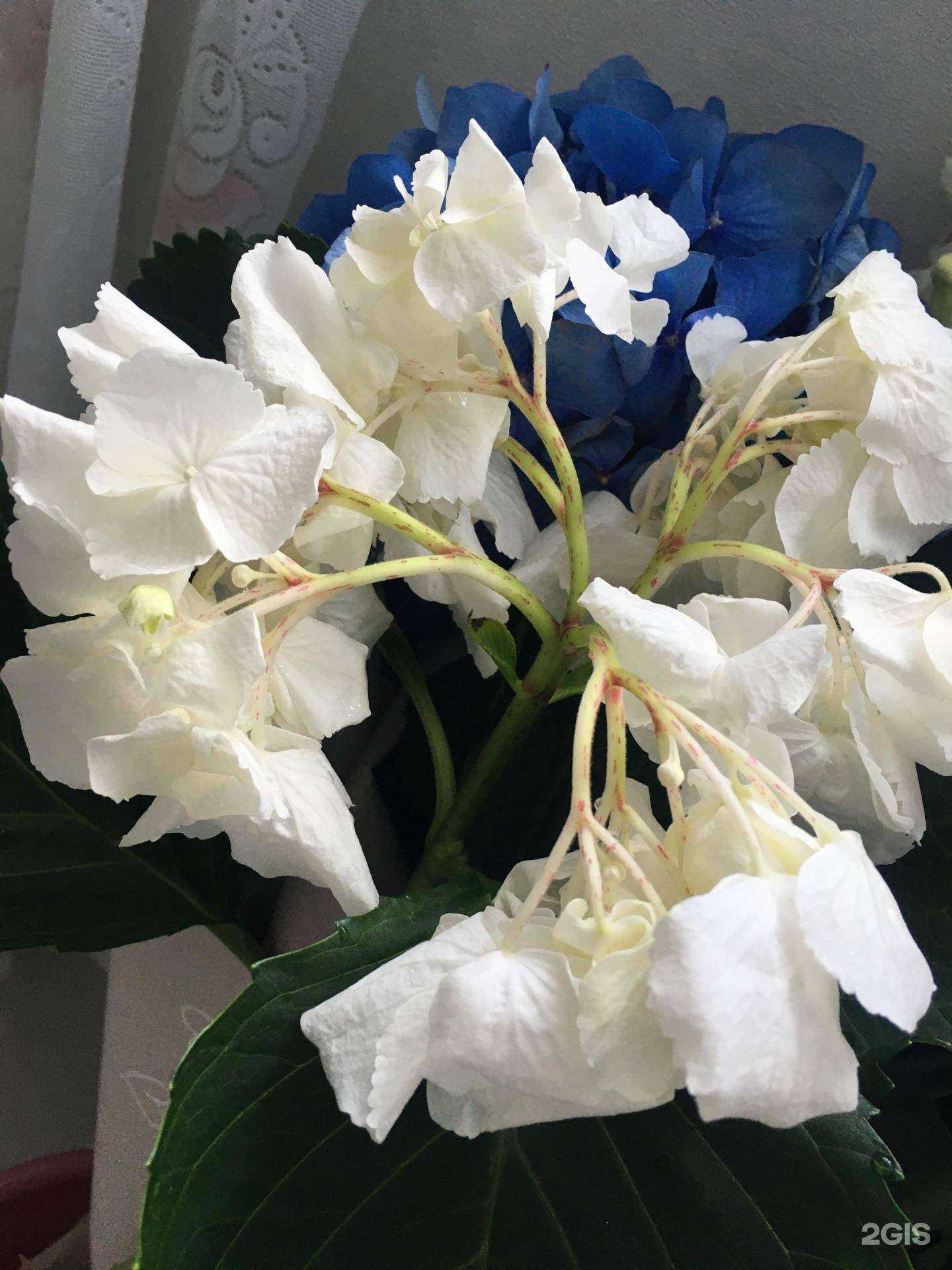 Отзывы на компанию Салон цветов в Красноярске c фото