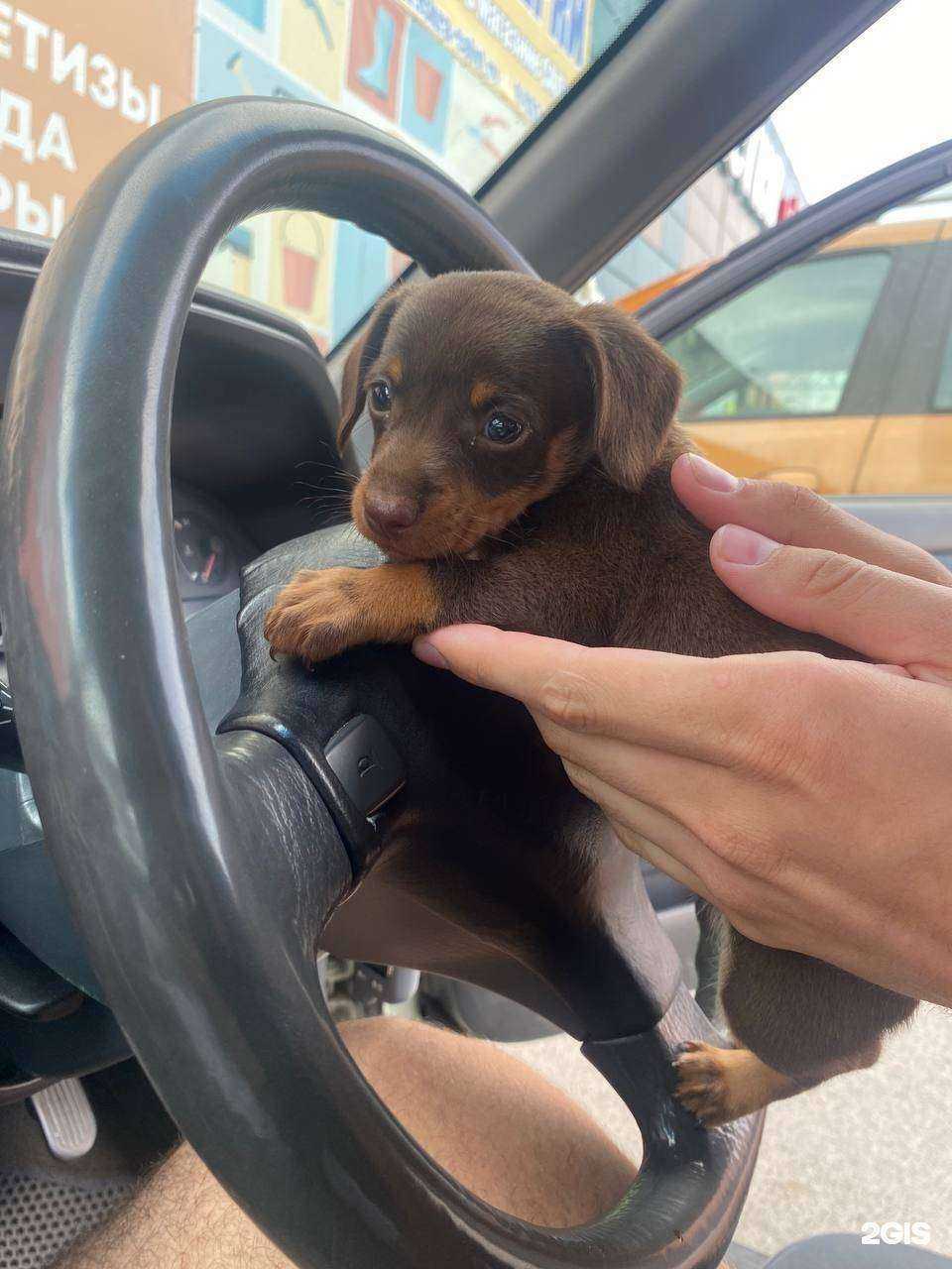 Отзывы на компанию Исетский межрайонный центр ветеринарии в Ялуторовске c фото