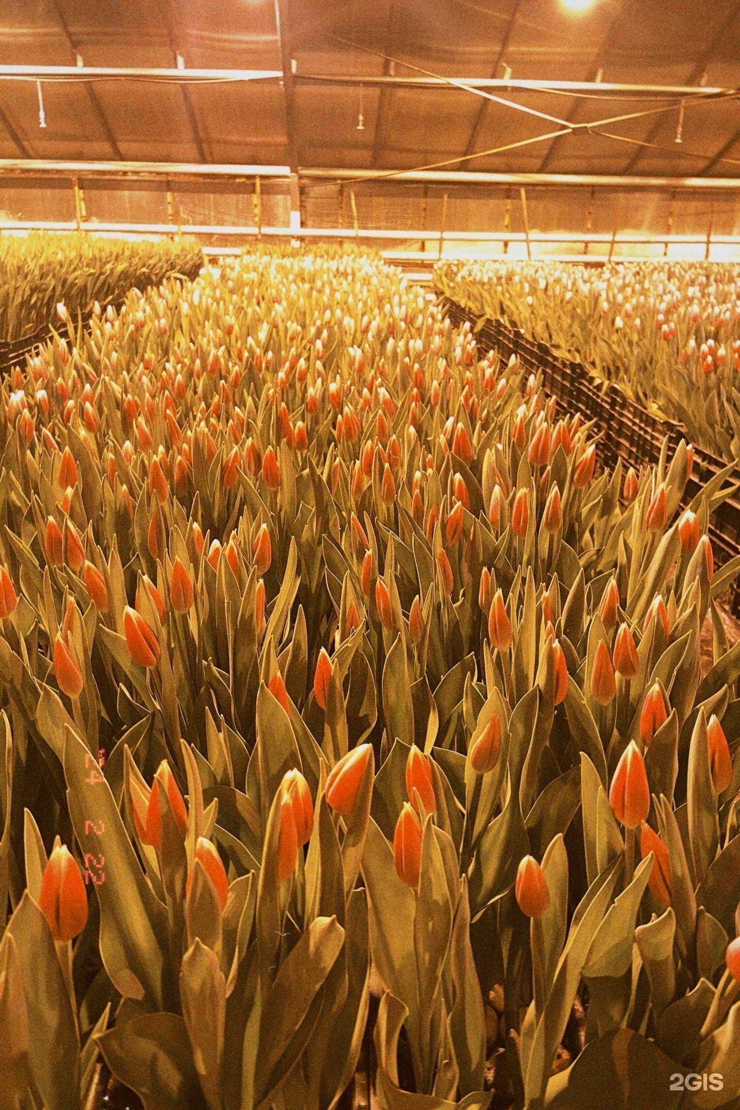 Отзывы на компанию Оранжерея в Бабушкино в г. Дзержинск c фото