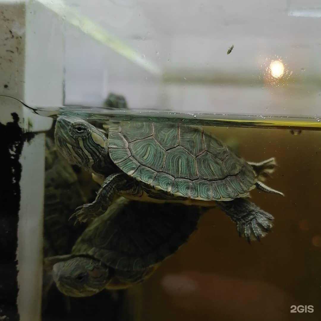 Отзывы на компанию Масяня в г. Краснослободск c фото