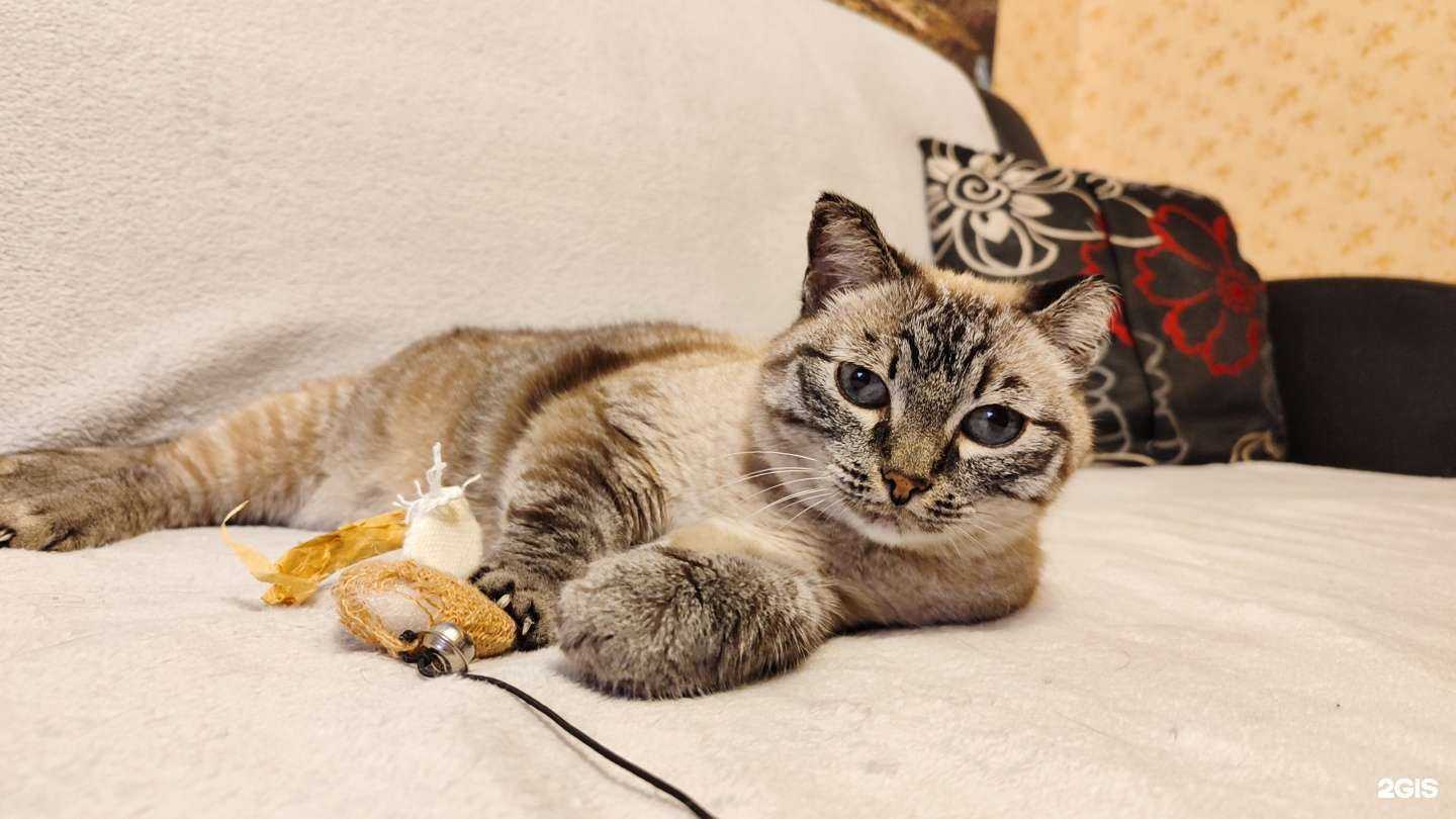 Отзывы на компанию Кедровская ветеринарная клиника в Кемерове c фото