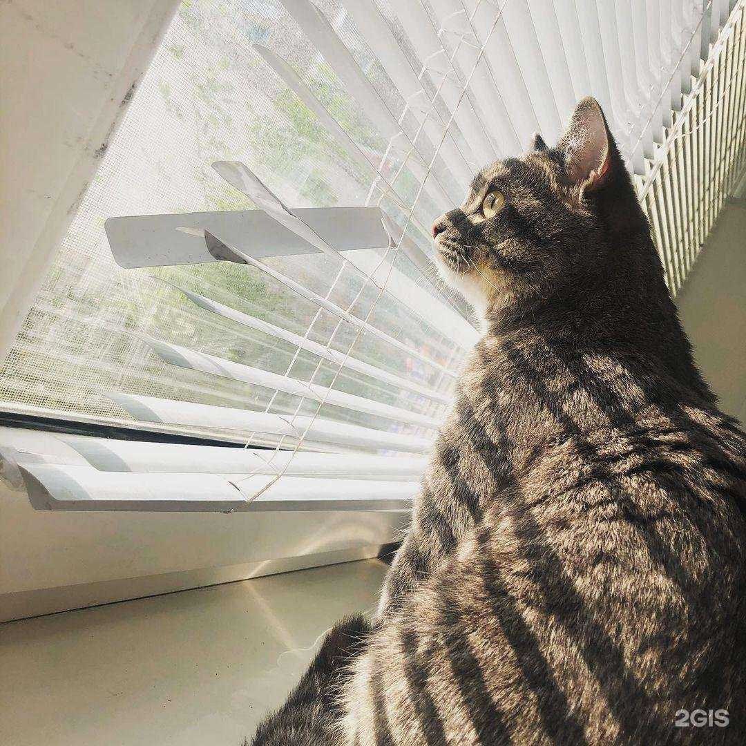 Отзывы на компанию Ветеринарный центр им. Пирогова в г. Ставрополь c фото