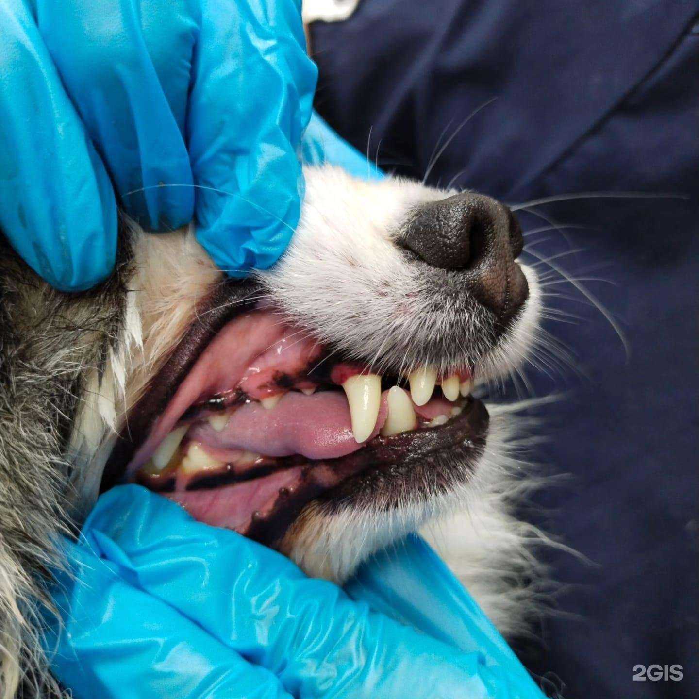 Отзывы на компанию Vetmedika в г. Химки c фото