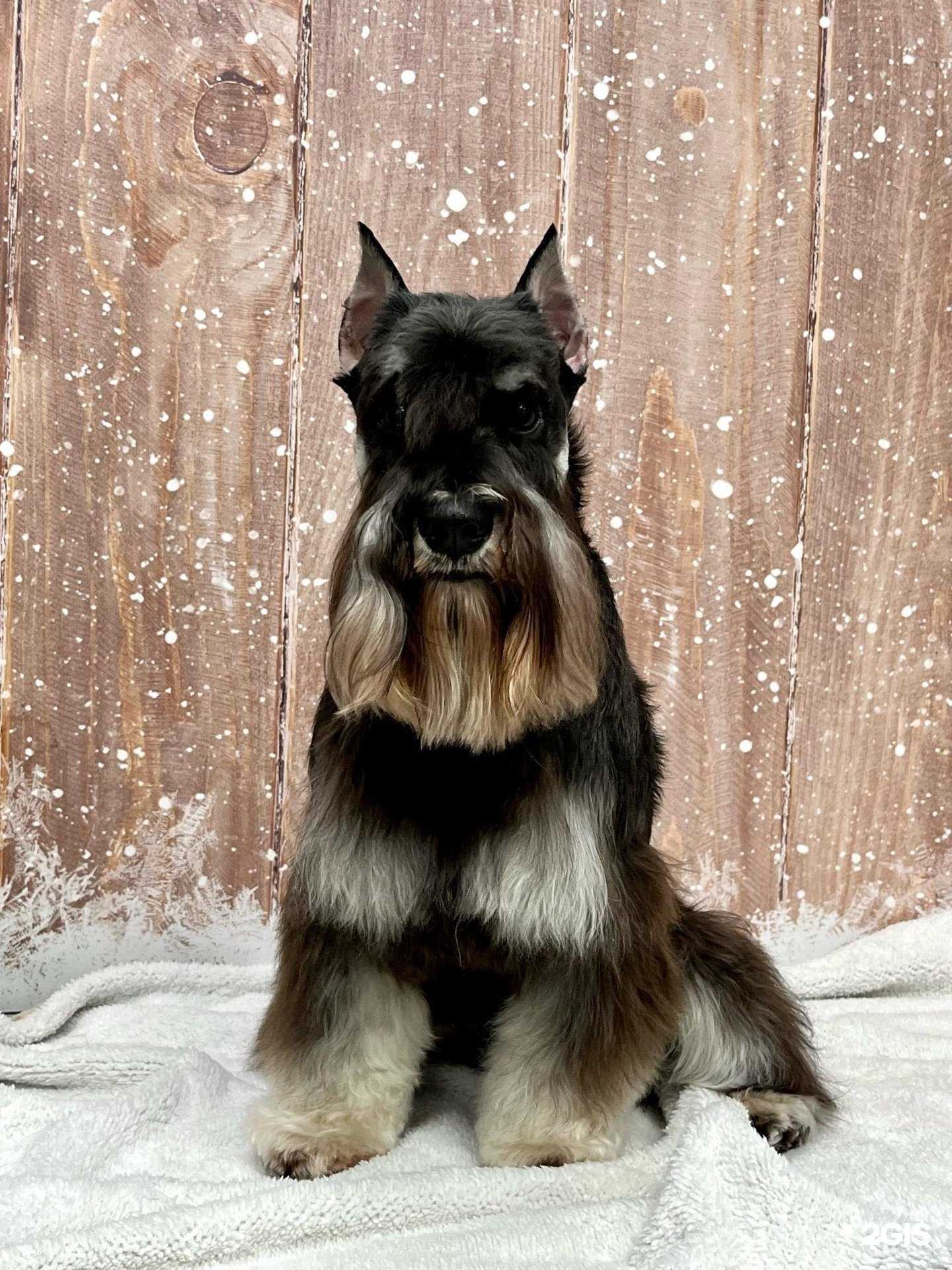 Отзывы на компанию ДогПрайд в Екатеринбурге c фото