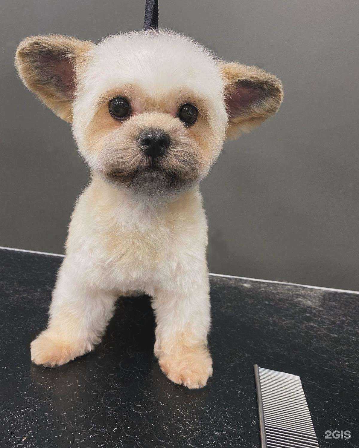 Отзывы на компанию Barberdog в Новом Уренгое c фото