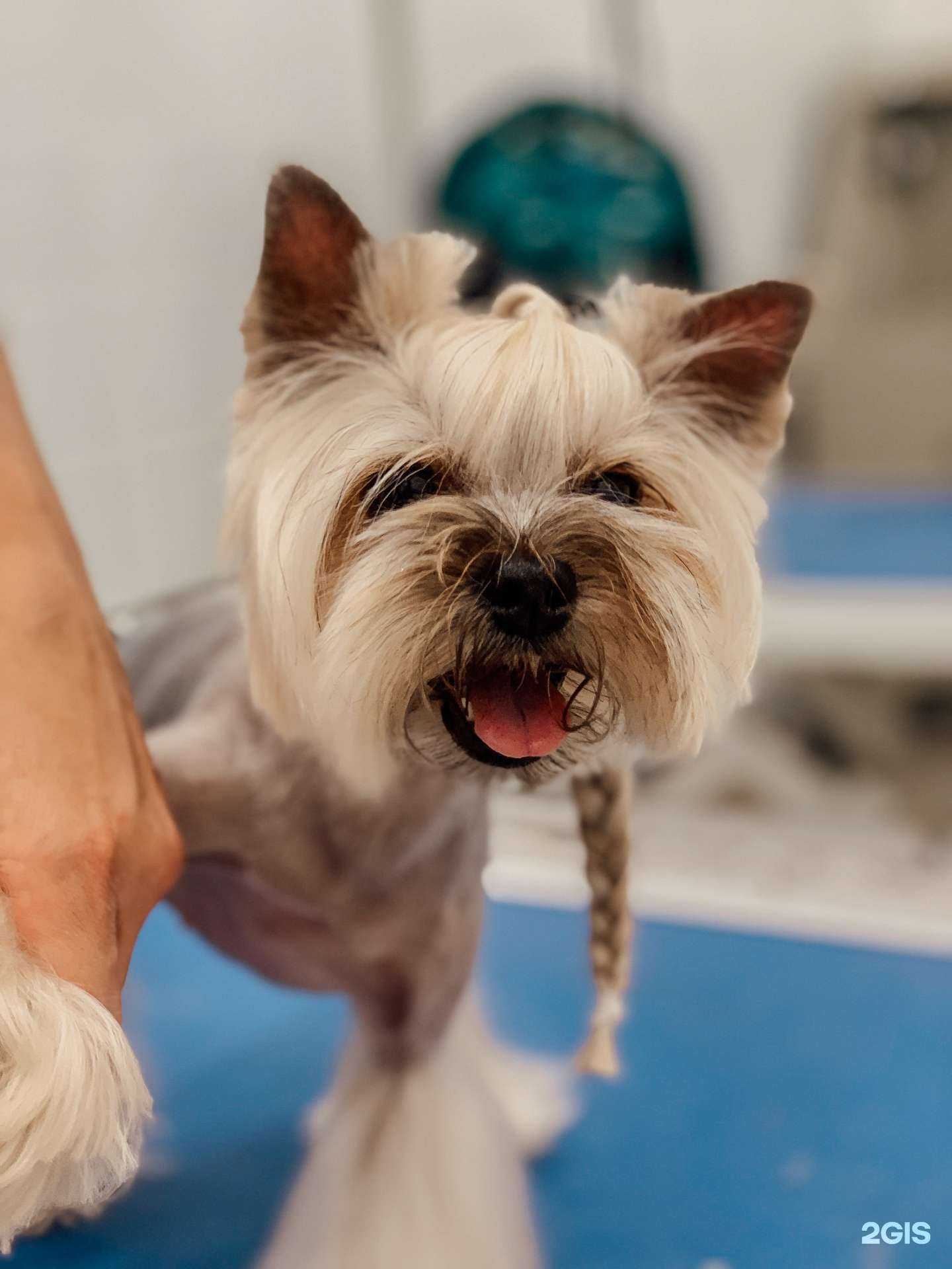 Отзывы на компанию Dog`s Life в Казани c фото