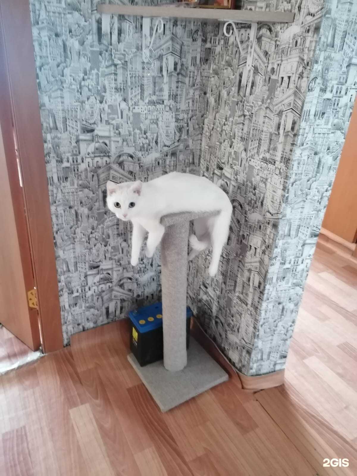 Отзывы на компанию Foxbunny Studio в Красноярске c фото - фотография 2 из 2