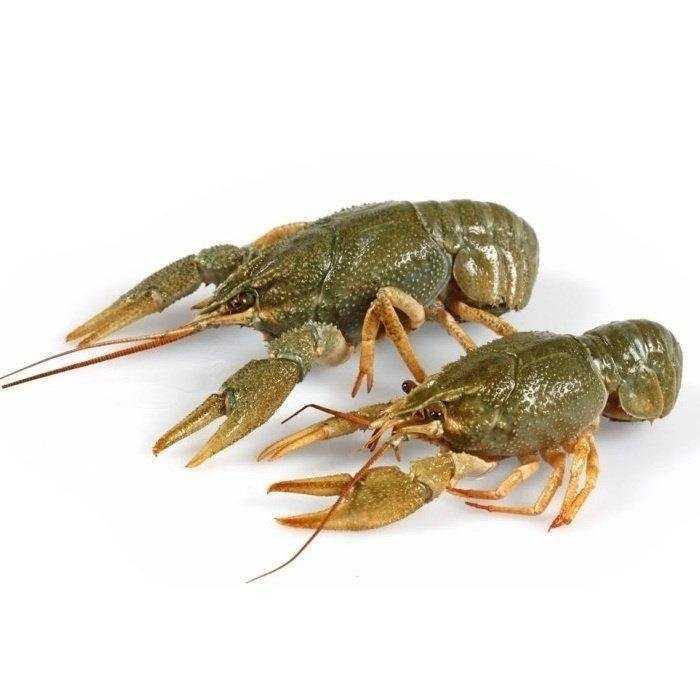 Отзывы на компанию Чешский старовар в Туле c фото