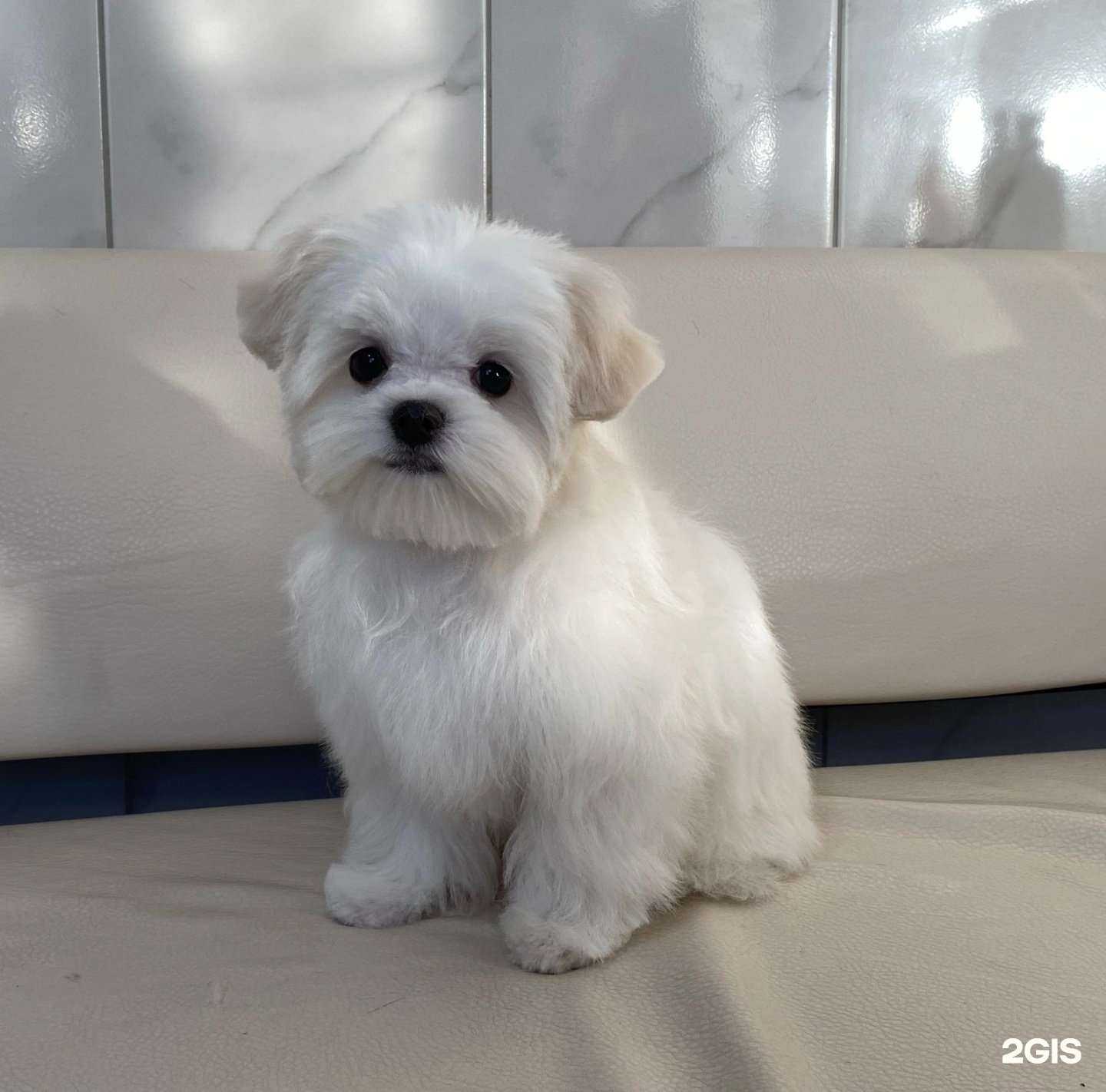 Отзывы на компанию Гламурные хвостики в г. Мелеуз c фото