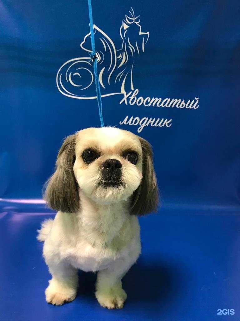 Отзывы на компанию Хвостатый модник в г. Калуга c фото