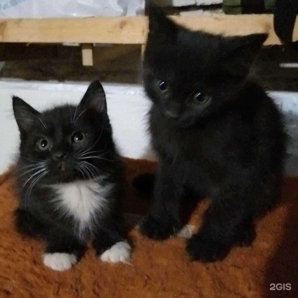 Отзывы на компанию Салон груминга в Ханты-Мансийске c фото