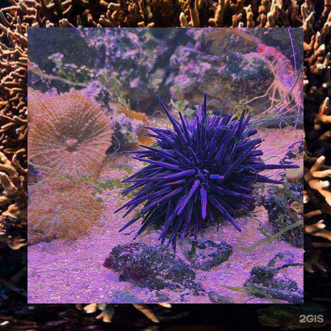 Отзывы на компанию Мир аквариума в г. Нижний Новгород c фото