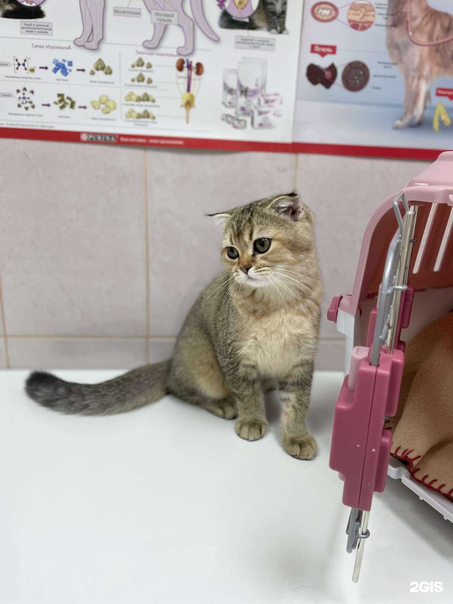 Отзывы на компанию Леовет в Краснодаре c фото