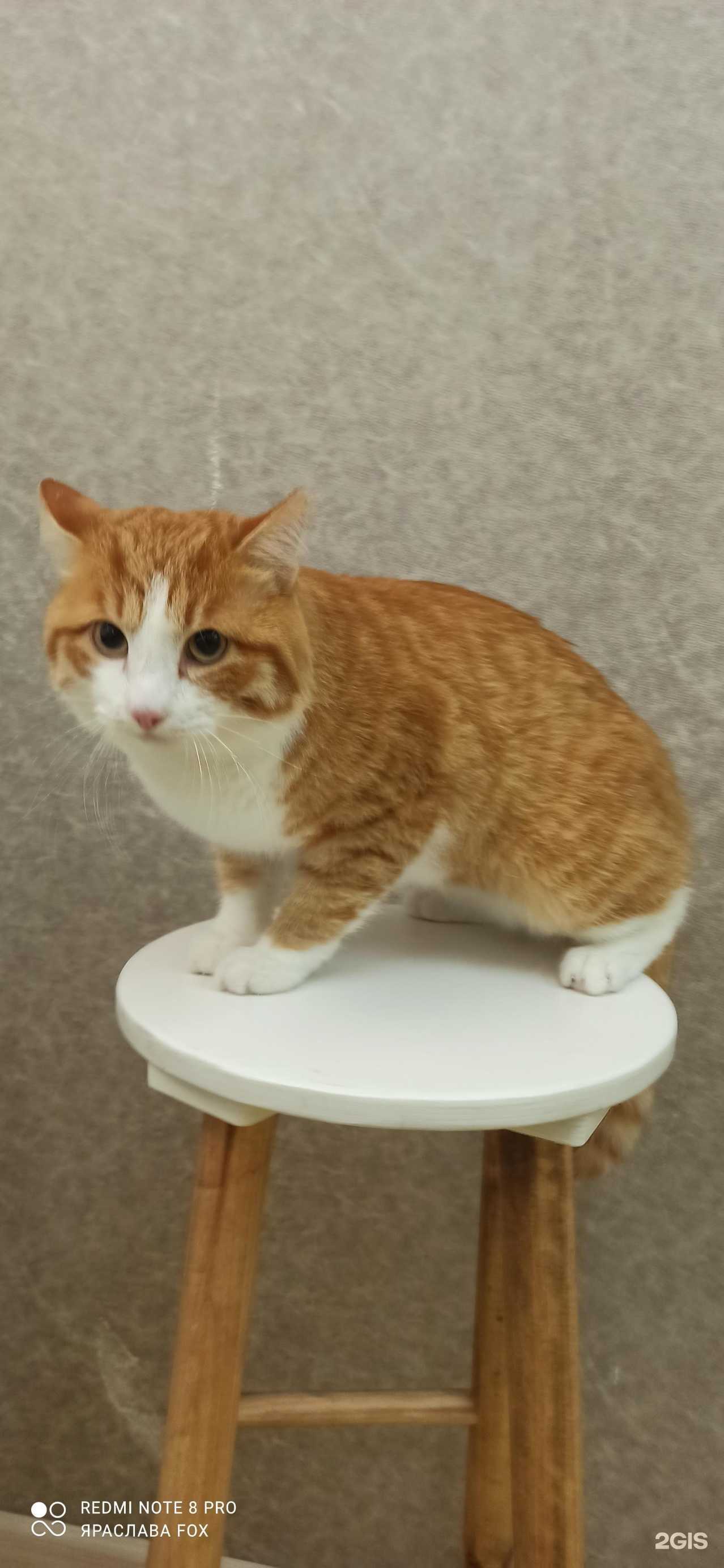 Отзывы на компанию Геометрия груминга в Якутске c фото