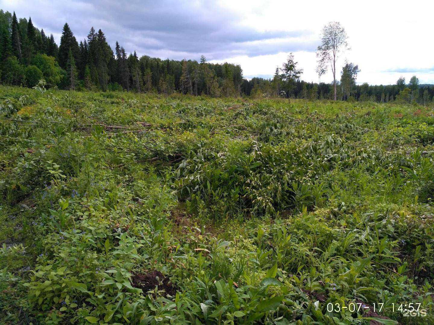 Отзывы на компанию Леспроект 43 в г. Киров c фото