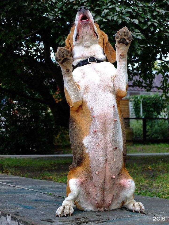 Отзывы на компанию ProfiDog в Пензе c фото