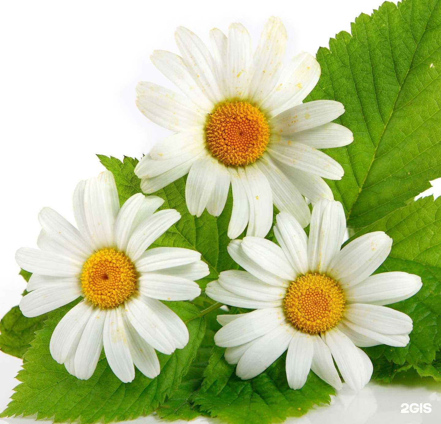 Отзывы на компанию Цветочный аромат в г. Ногинск c фото