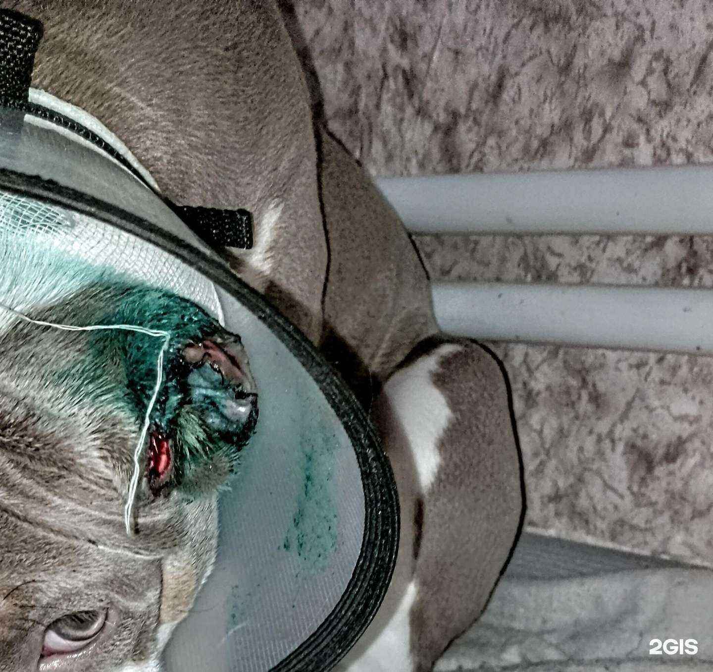 Отзывы на компанию Хвостатый остров в г. Челябинск c фото