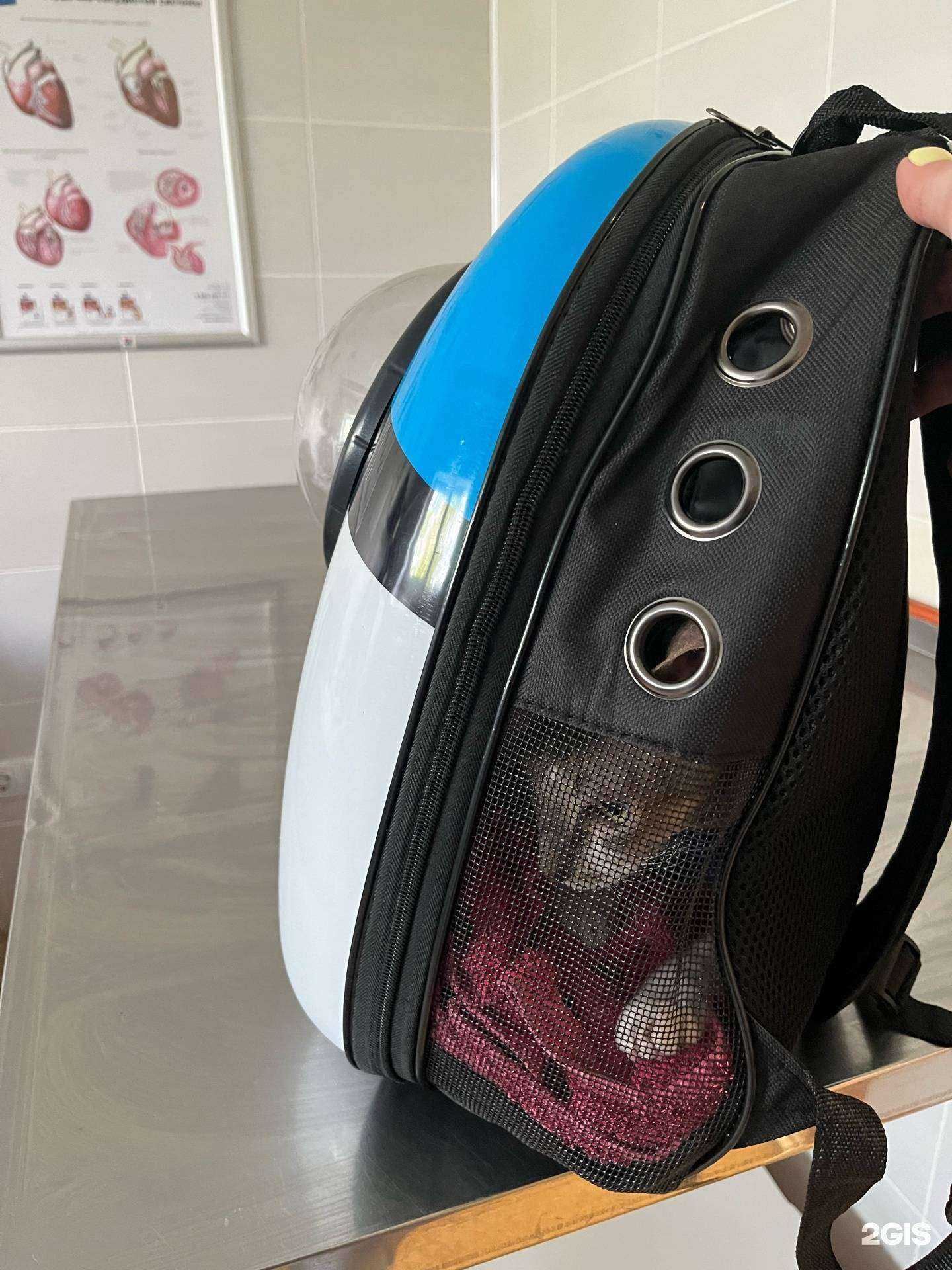 Отзывы на компанию Котопесия в Дзержинске c фото