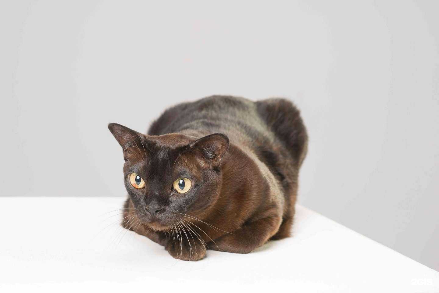 Отзывы на компанию Surta-vet в Саратове c фото