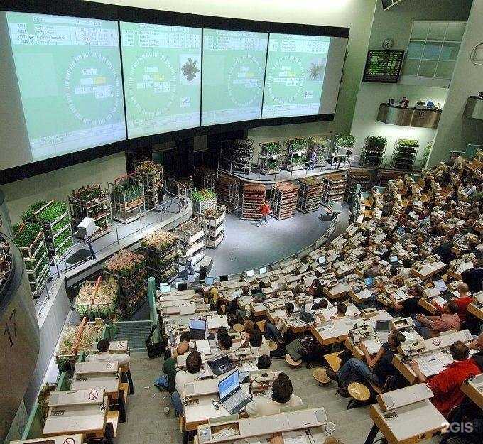 Отзывы на компанию Виталиса фловер в г. Ессентуки c фото