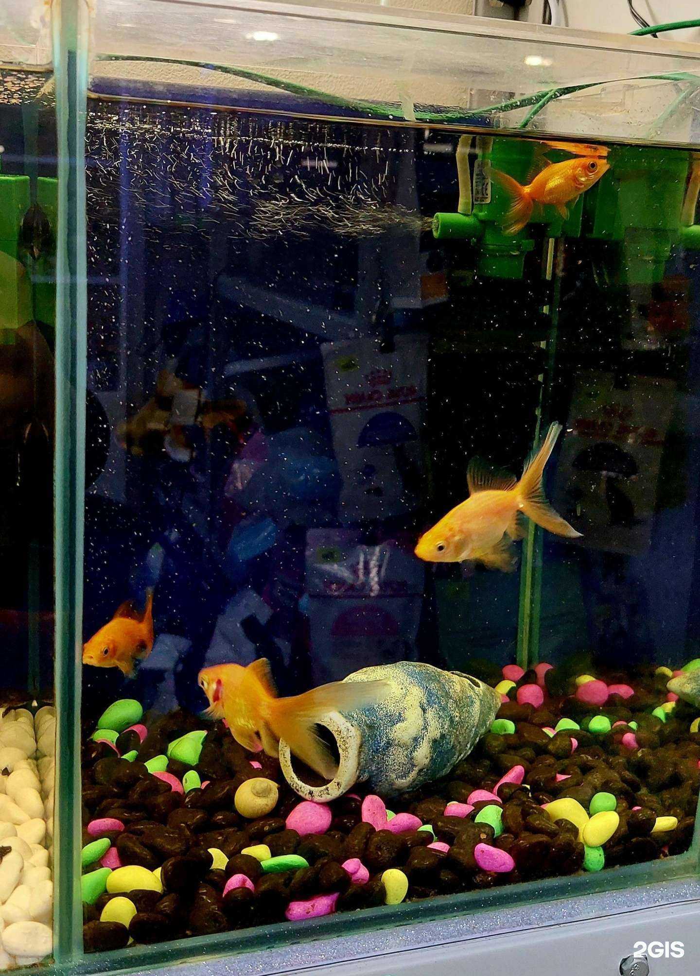 Отзывы на компанию Рыбка в банке в Казани c фото