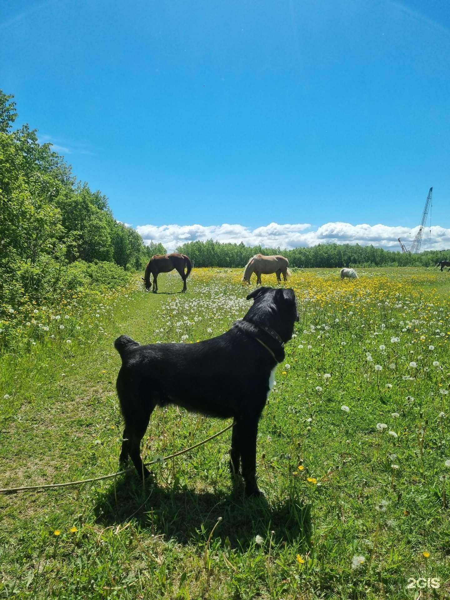Отзывы на компанию Dog House в г. Южно-Сахалинск c фото