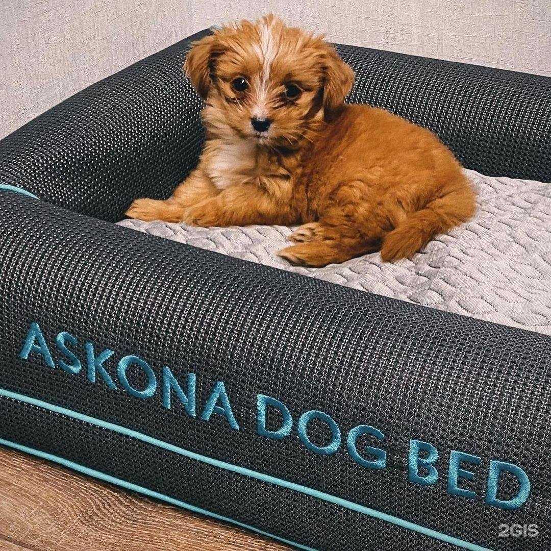 Отзывы на компанию Askona в Балакове c фото