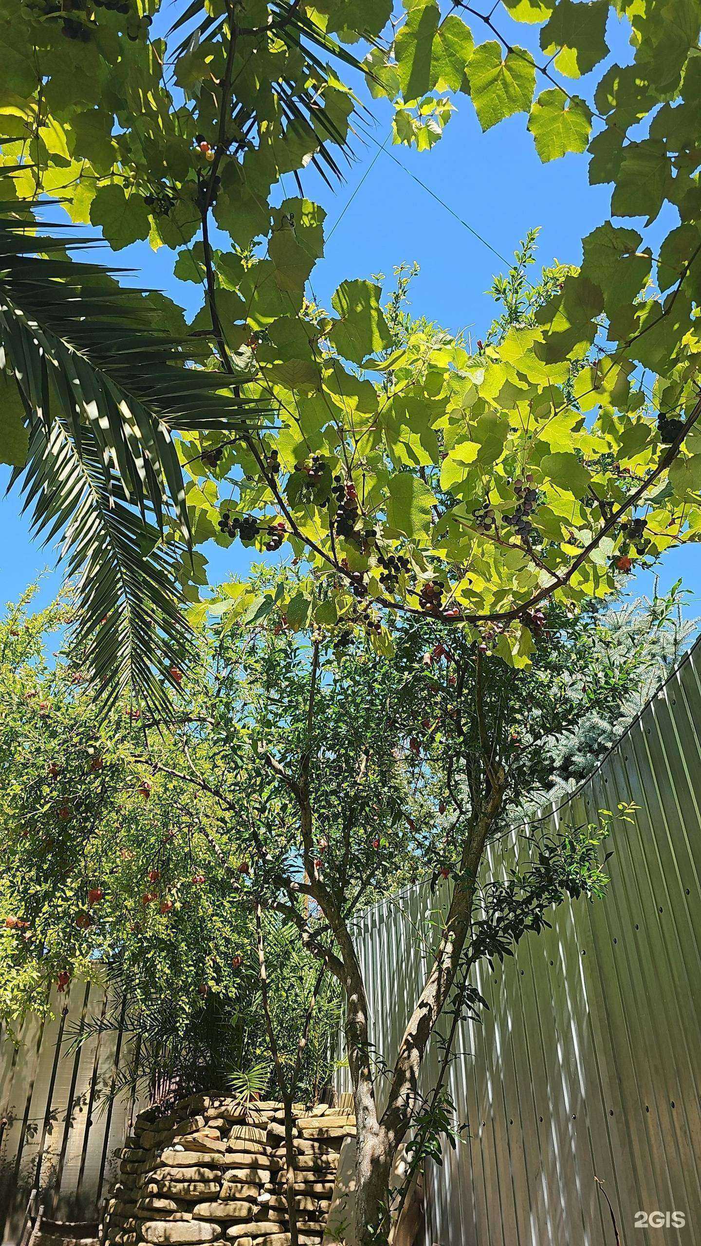 Отзывы на компанию В гостях у Эвелины в Сочи c фото