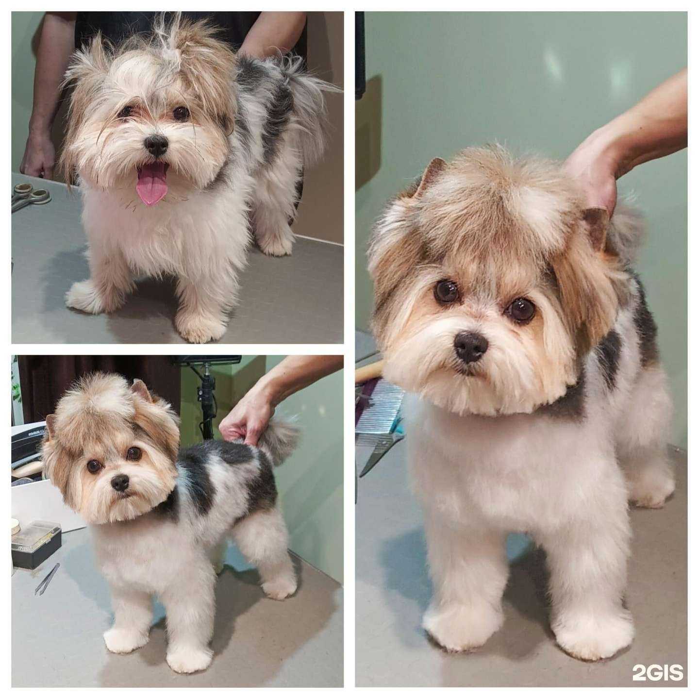 Отзывы на компанию Ваш грумер в г. Краснодар c фото