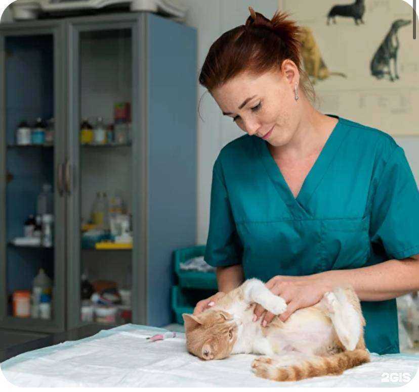 Отзывы на компанию ВетПомощь в Красноярске c фото