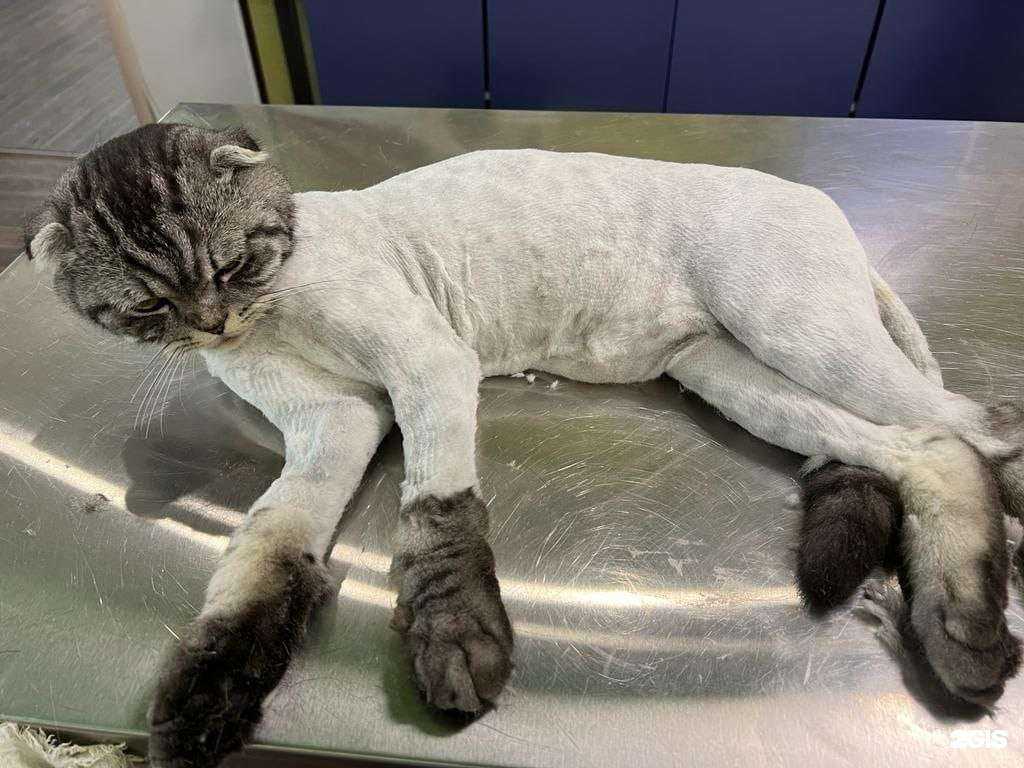 Отзывы на компанию 4 лапы в Казани c фото