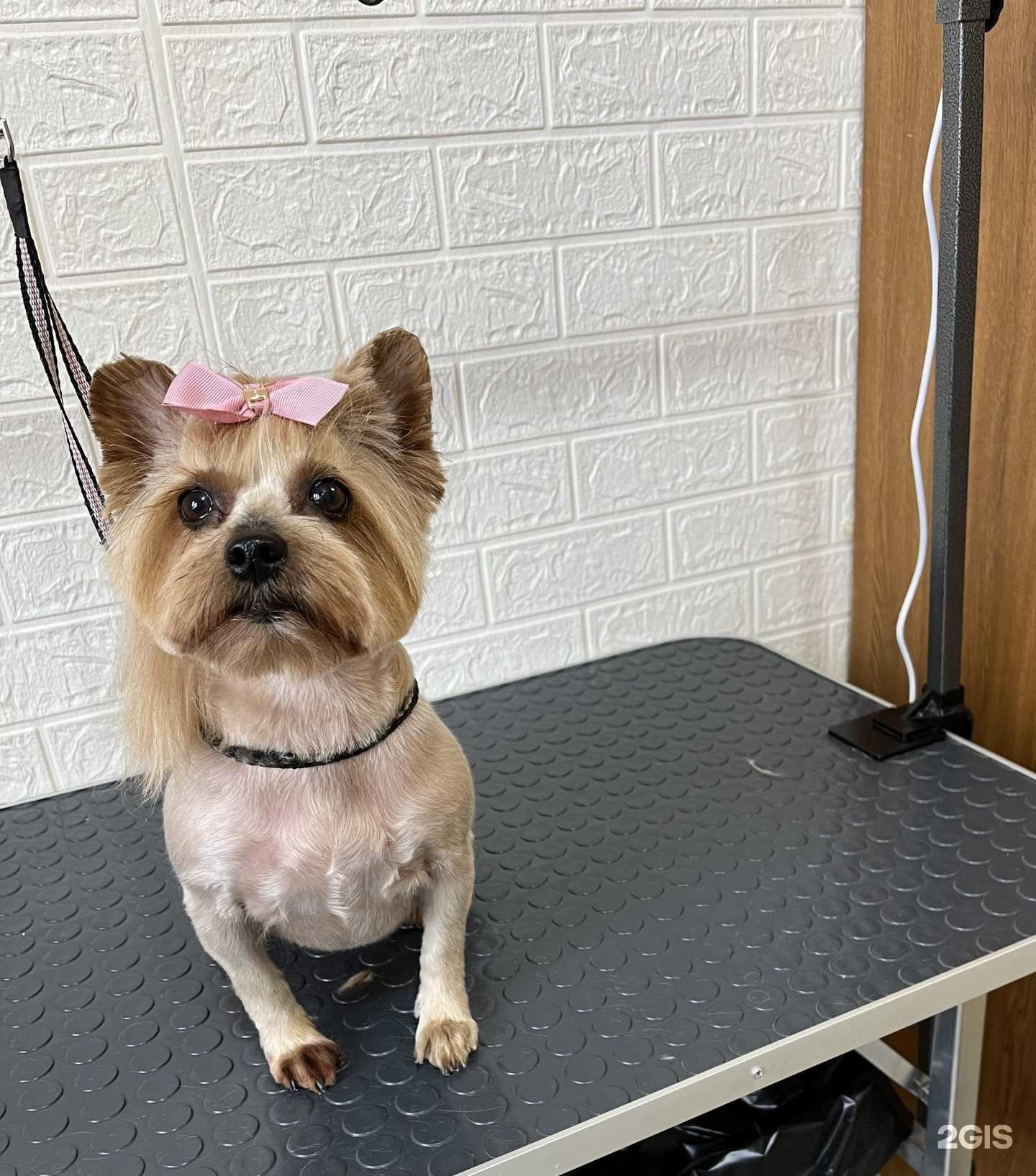 Отзывы на компанию Яркий Грум в Уфе c фото