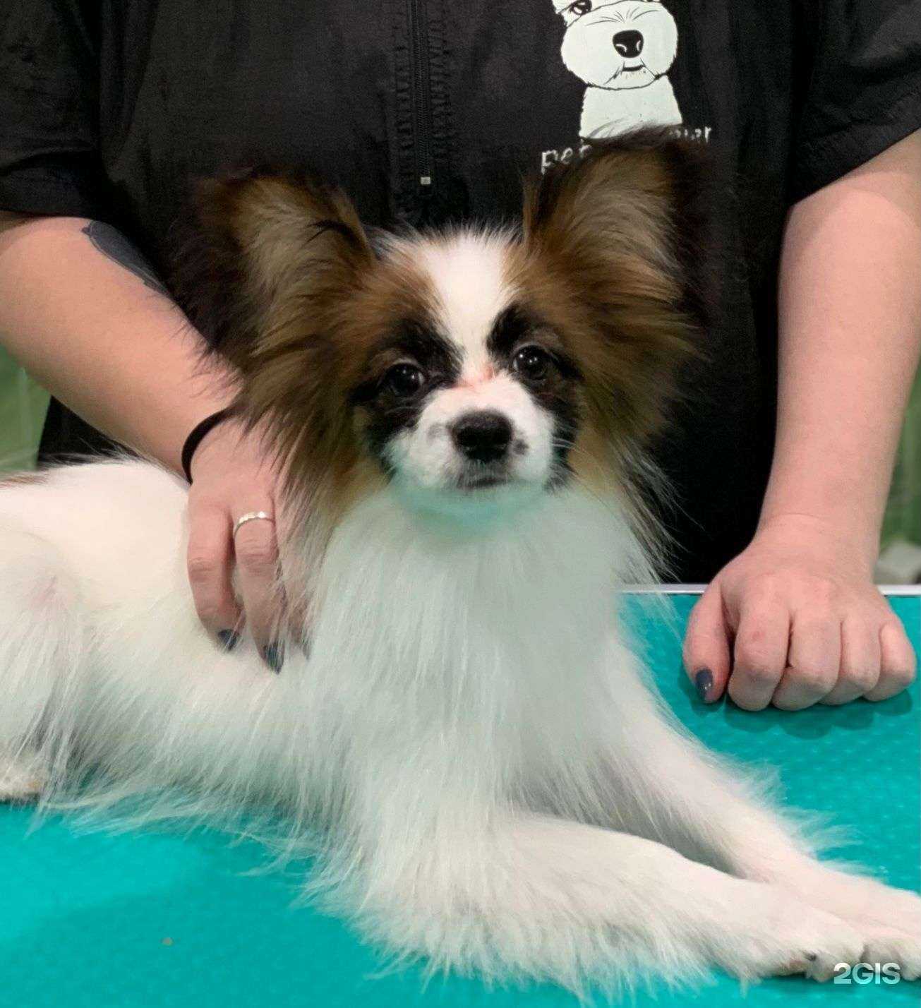 Отзывы на компанию Салон груминга в Видном c фото