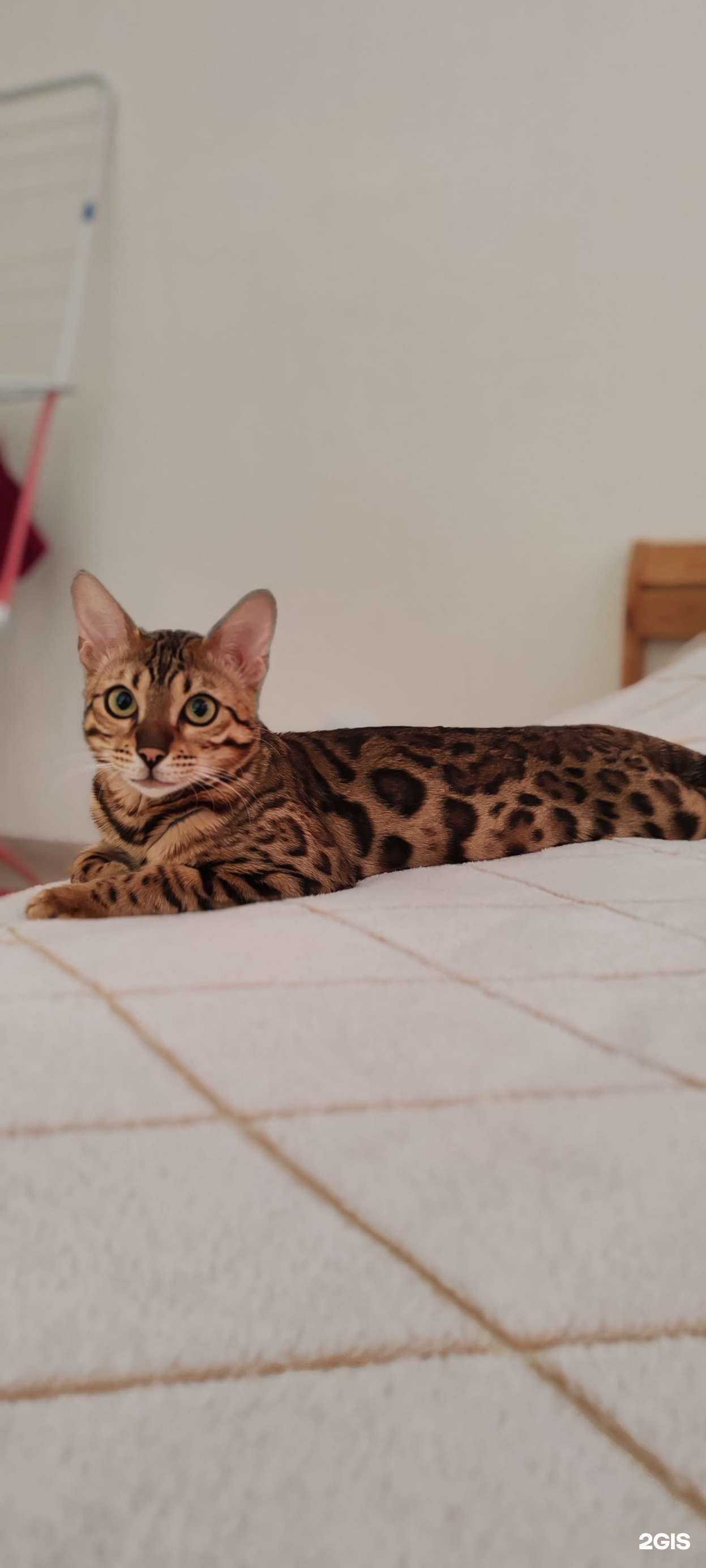 Отзывы на компанию Леопольд в Кемерове c фото