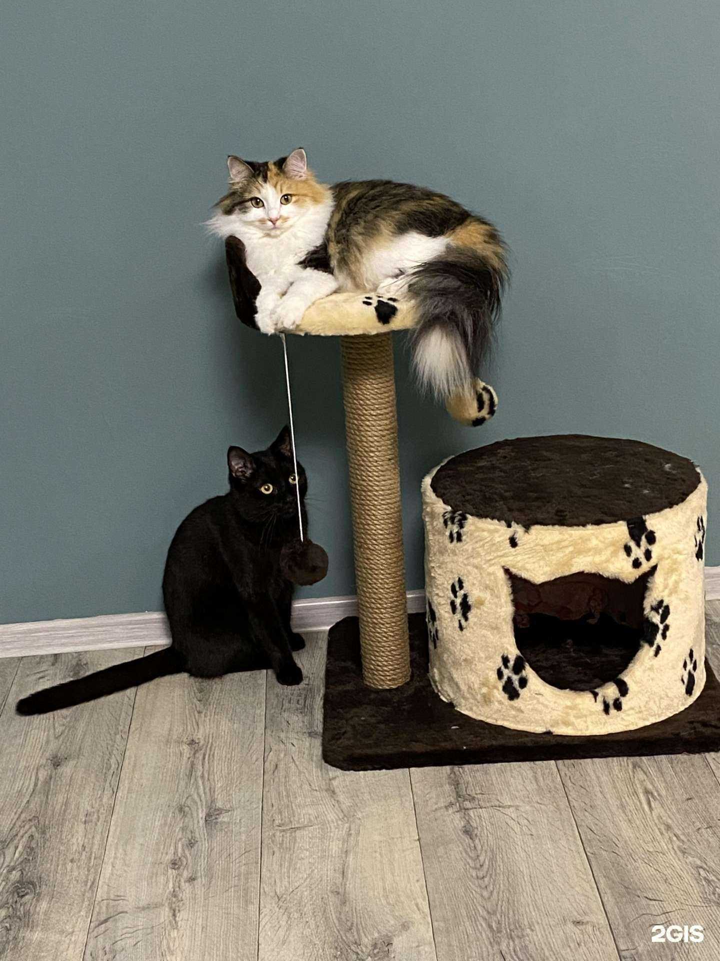 Отзывы на компанию ЗооМаг Пушистый в г. Томск c фото