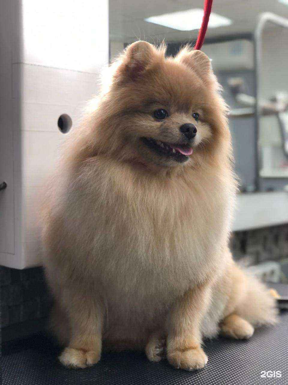 Отзывы на компанию Чистые лапки  в Новосибирске c фото