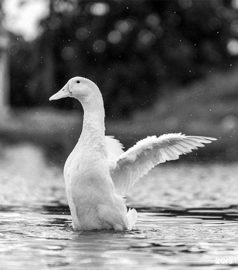 Отзывы на компанию Утиная ферма в Нижнем Новгороде c фото