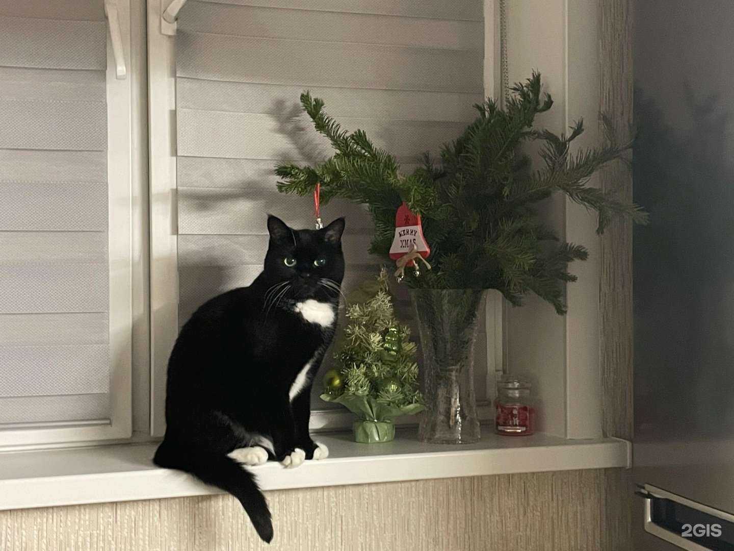 Отзывы на компанию ПроВет в Красноярске c фото